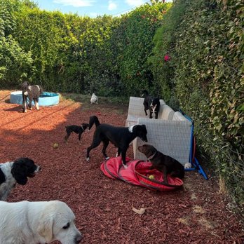 Dog Sitting by Ally - Pet Boarding Near Me