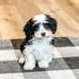 Photo of Puppy Love Doodles