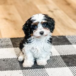 Puppy Love Doodles - F1. Cavapoo