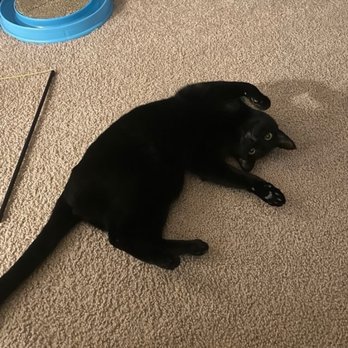Comfy Critter - A comfy critter who loved Comfy Critter - Pet Sitting Near Me