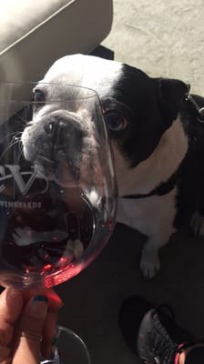 Sonoma Coast Vineyards by null