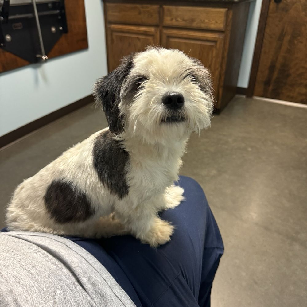 Animal Care Clinic - Waiting for a nail trim. - Veterinarians Near Me - Wiggins, Mississippi Animal Care Clinic - Waiting for a nail trim. - Veterinarians Near Me - Wiggins, Mississippi