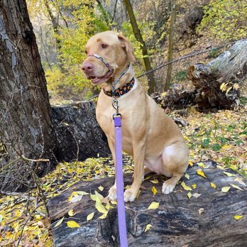 Millcreek Canyon - Enjoying the Autumn colors. - Hiking Near Me - Millcreek, Utah