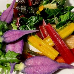 Foothills Farm - Chard & radishes