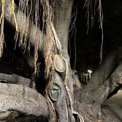 Lahaina Banyan Court Park