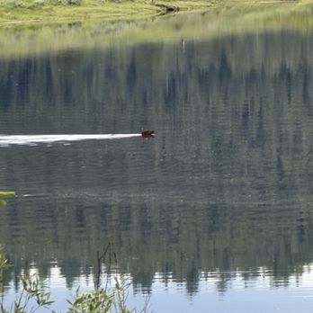 BrushBuck Wildlife Tours - Tours Near Me - Jackson, Wyoming BrushBuck Wildlife Tours - Tours Near Me - Jackson, Wyoming