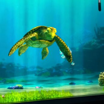 Turtle Talk With Crush - Amusement Parks Near Me - Orlando, Florida Turtle Talk With Crush - Amusement Parks Near Me - Orlando, Florida