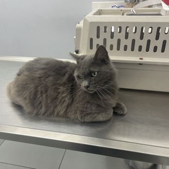 AM PM IDEAL PET CARE - Updated March 2025 - 619 Photos & 608 Reviews