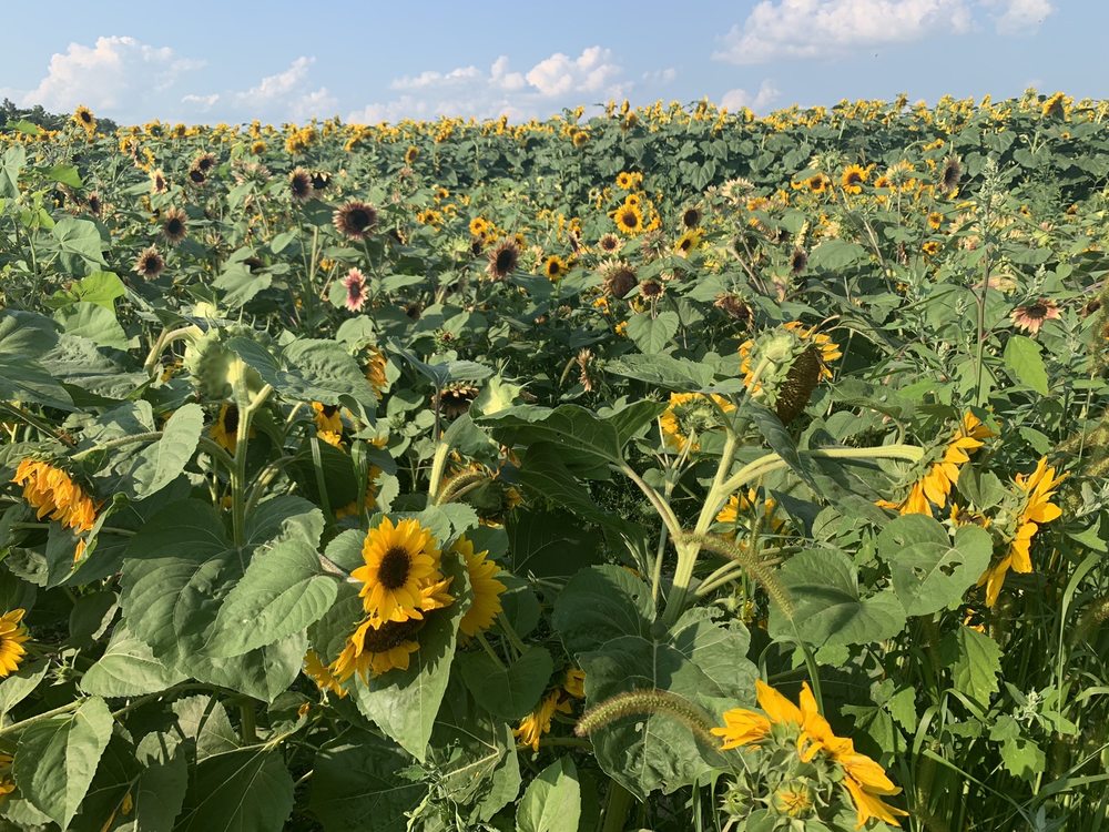 BLUE CLAY BERRY FARM Updated October 2024 30 Photos 5154 State Rd