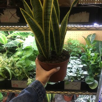 Rainbow - Snake plant! - Nurseries & Gardening Near Me - Rosemead, California