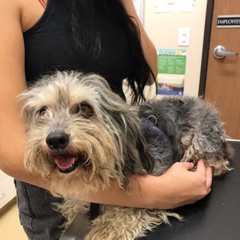 Discount Pets - This is our little rescue  we had to cut off the matted hair ourselves and still found bits of fur that were so bad afterwards. - Pet Groomers Near Me - Anaheim, California