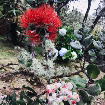 Volcano House - Lehua trees - Hotels Near Me - Hawaii Natl Park, Hawaii