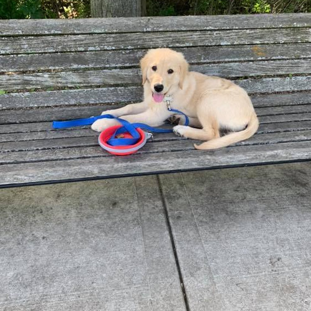 This is Daisy at about 3 months old:) This is Daisy at about 3 months old:)
