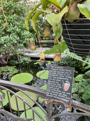 Conservatory of Flowers by null