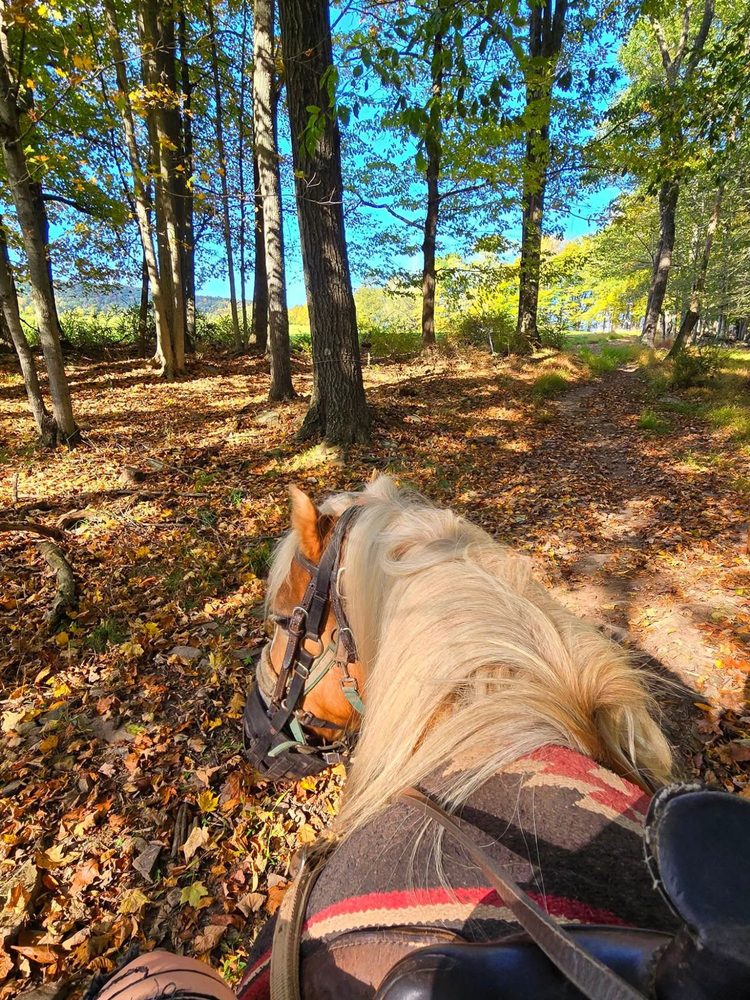 Daisy Field Farm Logo