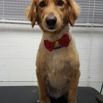 DoGood Grooming - Pet Groomers Near Me - Libertyville, Illinois DoGood Grooming - Pet Groomers Near Me - Libertyville, Illinois