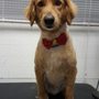 Photo of DoGood Grooming