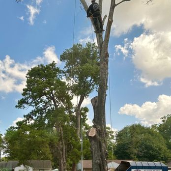 RF Tree Service - Not for the faint hearted or inexperienced - Tree Services Near Me - Houston, Texas