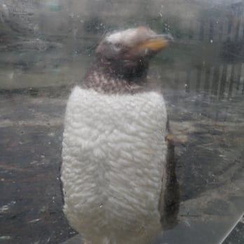 Akvariet i Bergen - Juvenile Penguin - Aquariums Near Me - Bergen, 12