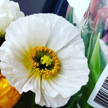 Pollen and Petal - Pollen and Petal - Florists Near Me Pollen and Petal - Pollen and Petal - Florists Near Me