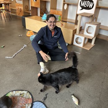 Catfe - Cafes Near Me - Vancouver, British Columbia Catfe - Cafes Near Me - Vancouver, British Columbia