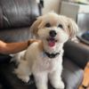 Doggie Do Gooders gift card