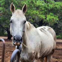 Little Forest Equestrian