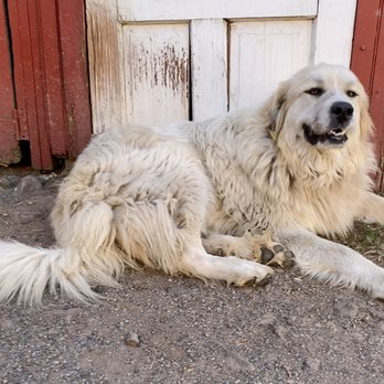 Flint Hill Farm AG - One of the Great Pyrenees - CSA Near Me - Coopersburg, Pennsylvania Flint Hill Farm AG - One of the Great Pyrenees - CSA Near Me - Coopersburg, Pennsylvania