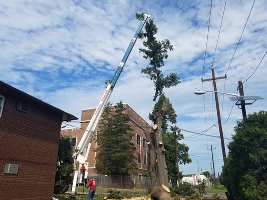 WOODPECKER TREE SERVICE - Updated January 2025 - 105 Photos & 29