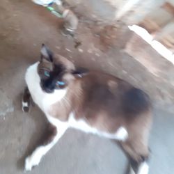 Represa Municipal - Esta foi encontrada faz 1ano e meio presente de Deus pra mim depois dessa ja adotei 4 tudo bênçãos do senhor
