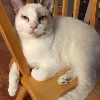 The Cat Lady Pet Sitting - Pet Sitting Near Me The Cat Lady Pet Sitting - Pet Sitting Near Me