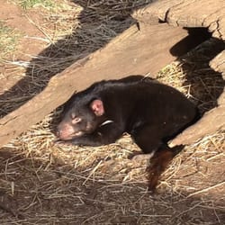 Zoodoo Wildlife Park