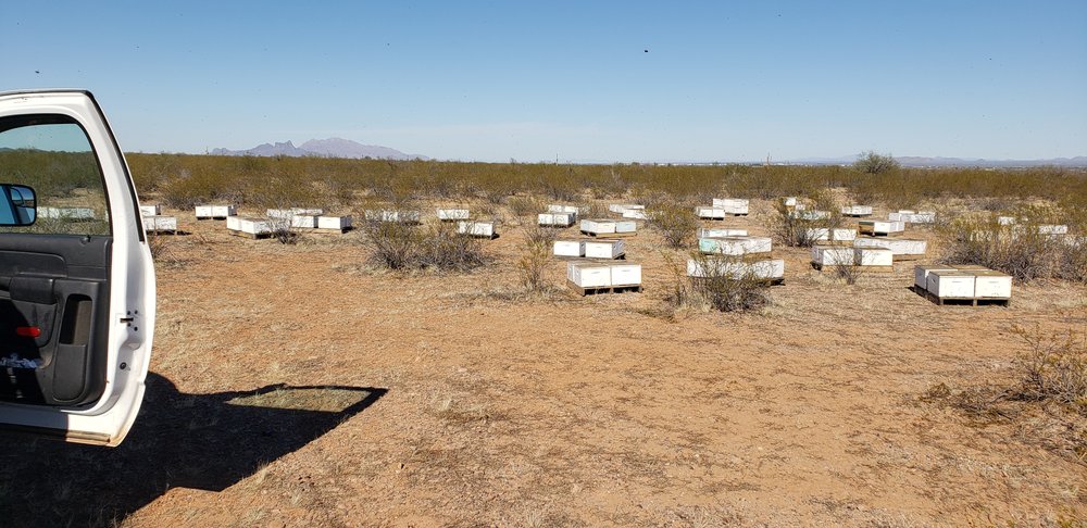 Thunderbird apiaries - beekeeping in Sierra Vista, AZ
