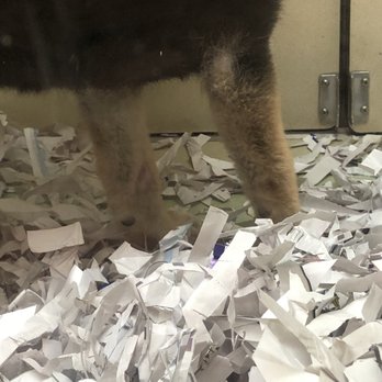 bark avenue - The infection. - Pet Adoption Near Me - Escondido, California bark avenue - The infection. - Pet Adoption Near Me - Escondido, California