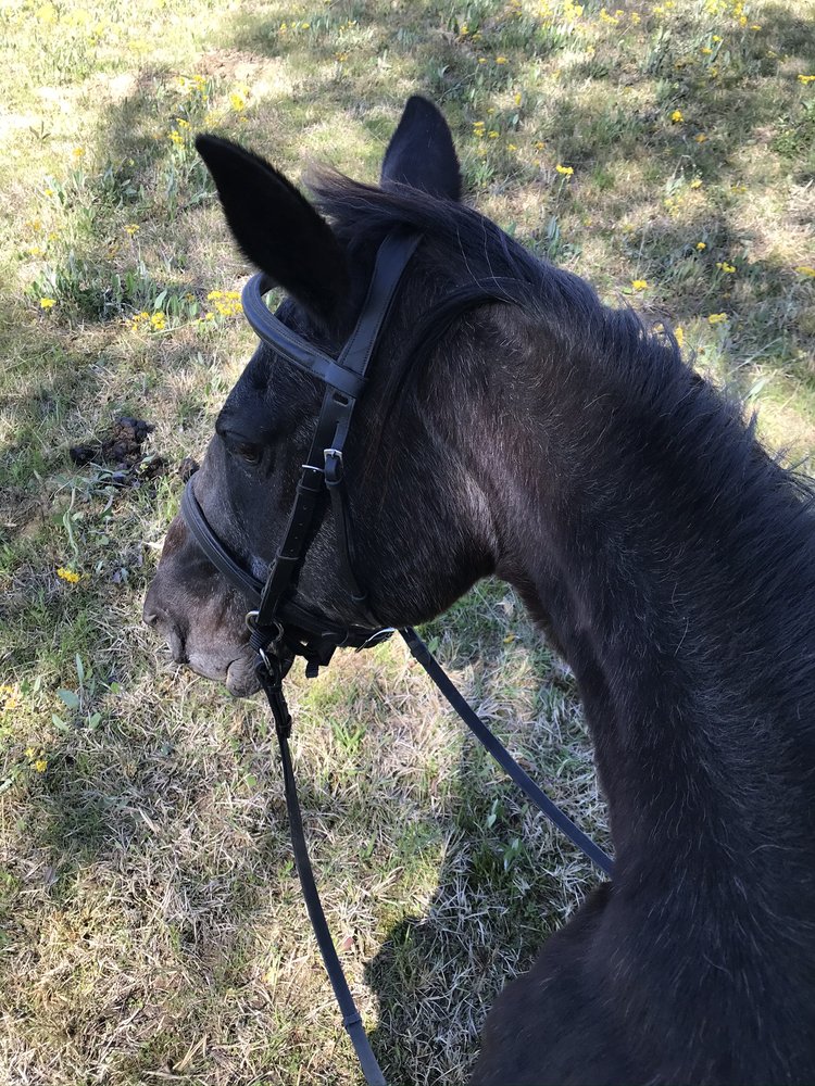 HIDDEN CYPRESS RANCH Request Information 18 Furgerson Ln, Vilonia