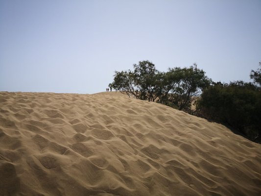 Dunas de Maspalomas by null
