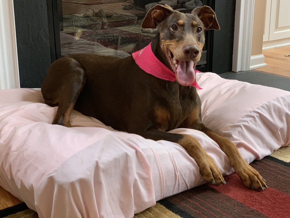 POOCH PAD GROOMING 26 Reviews Pet Boarding 211 Railroad St