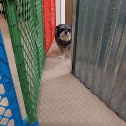 Bark Avenue Grooming
