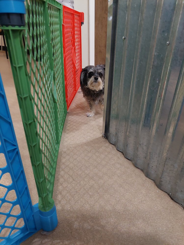 BARK AVENUE GROOMING Updated August 2024 19 Photos 555 E Main St