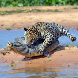 Ideal South America - Brazilian Pantanal