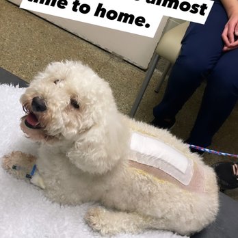 UC Davis Veterinary Teaching Hospital - After surgery - Veterinarians Near Me - Davis, California