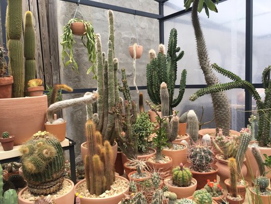 Cactus Store by null
