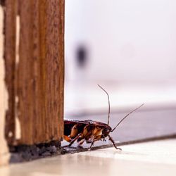 Precision Pest Control