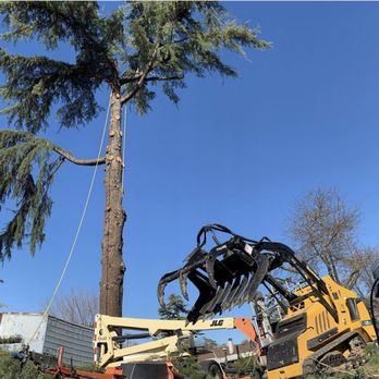 The Tree Guys LLC - Tree Services - Tree Services Near Me