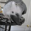 Creature Comforts Animal Hospital gift card