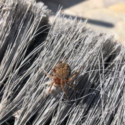 CDTech Pest Control - Orb Weaver Spider.