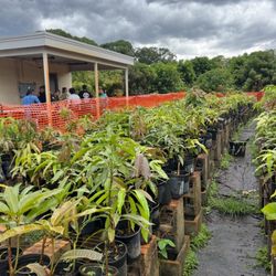 Tropical Acres Farms