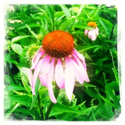 Herring Run Nursery - Purple coneflower at Herring Run Nursery