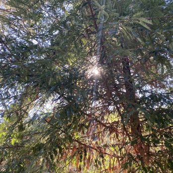 Miguelito Park - More beautiful trees - Parks Near Me - Lompoc, California Miguelito Park - More beautiful trees - Parks Near Me - Lompoc, California