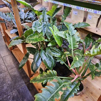 BetterGrow Hydro - Hydroponics Near Me - Pasadena, California BetterGrow Hydro - Hydroponics Near Me - Pasadena, California